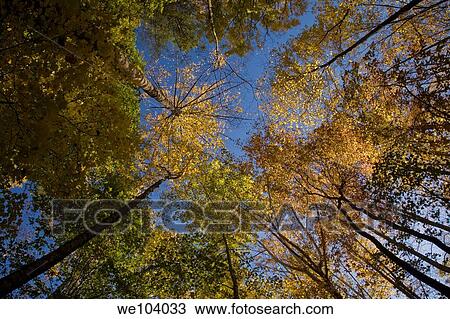 Autumn, Tremont, Great Smoky Mountains National Park, TN View Large Photo Image Stock Image - Autumn, Tremont, Great Smoky Mountains National Park, TN. Fotosearch