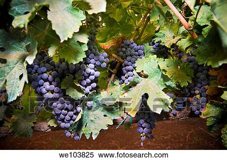 Blue grapes Lazio region Italy View Large Photo Image Stock Photography - Blue grapes Lazio region Italy. Fotosearch