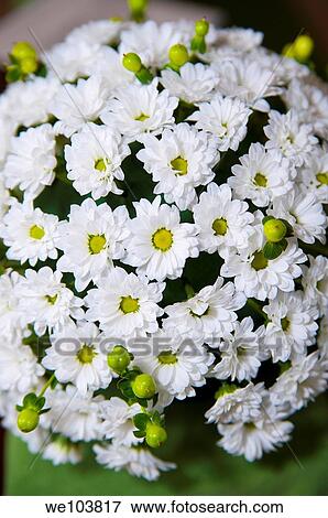 Bouquet of white daisies View Large Photo Image Stock Photo - Bouquet of white daisies. Fotosearch