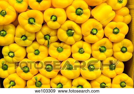 Bright yellow peppers lined up symmetrically View Large Photo Image Stock Photo - Bright yellow peppers lined up symmetrically. Fotosearch