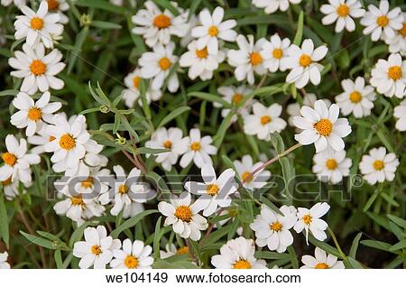 Stock Photo - Daisy flowers in a field, close-up. Fotosearch