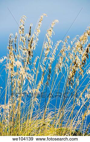 Dried shrubs against blue sky View Large Photo Image Stock Photo - Dried shrubs against blue sky. Fotosearch