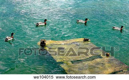 Ducks lined up paddling around a submerged wooden dock Castel Gandolfo lake Lazio Italy View Large Photo Image Stock Photography - Ducks lined up paddling around a submerged wooden dock Castel Gandolfo lake Lazio Italy. Fotosearch