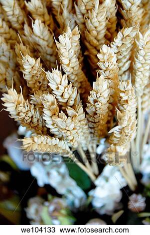Ears of wheat close up View Large Photo Image Stock Image - Ears of wheat close up. Fotosearch
