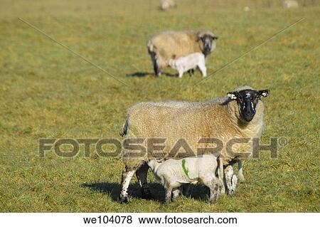 Ewe and lambs in spring View Large Photo Image Stock Photo - Ewe and lambs in spring. Fotosearch