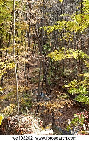 Fall berries and foliage looking down on a stream in the woods View Large Photo Image Stock Image - Fall berries and foliage looking down on a stream in the woods. Fotosearch