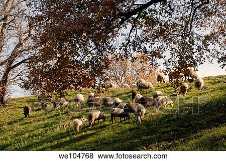 Flock of sheep View Large Photo Image Stock Photo - Flock of sheep. Fotosearch