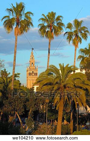 Giralda tower, Seville, Andalusia, Spain View Large Photo Image Stock Image - Giralda tower, Seville, Andalusia, Spain. Fotosearch