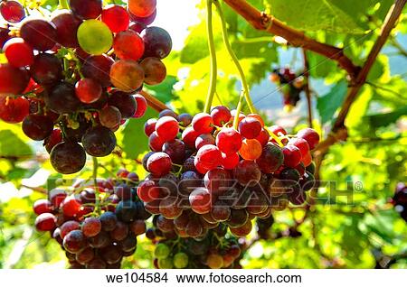 Picture - Grapes on a grapevine Trentino Alto Adige South Tyrol Merano Val Venosta Italy. Fotosearch