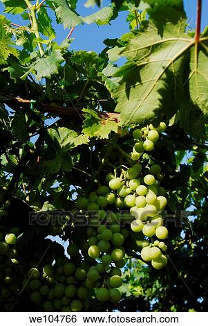 Grapevine vineyard Frascati Rome Italy View Large Photo Image Stock Photograph - Grapevine vineyard Frascati Rome Italy. Fotosearch