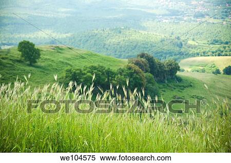 Grass field landscape near Rome Italy View Large Photo Image Stock Photography - Grass field landscape near Rome Italy. Fotosearch