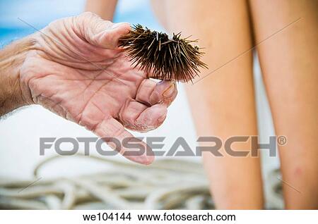 Picture - Hand holding sea urchin up close. Fotosearch
