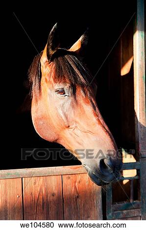 Horse in the stable View Large Photo Image Stock Image - Horse in the stable. Fotosearch