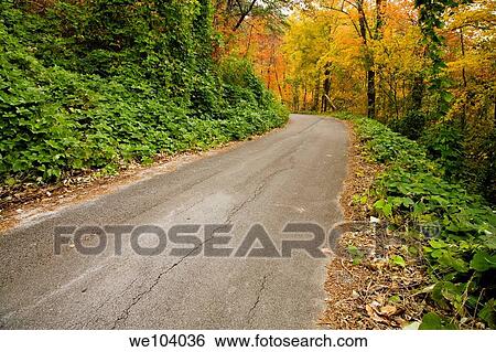 Kudzu, Autumn, Cherokee National Forest, Tennessee View Large Photo Image Stock Photograph - Kudzu, Autumn, Cherokee National Forest, Tennessee. Fotosearch