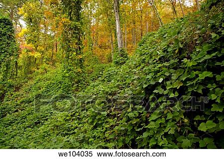 Kudzu, Autumn, Cherokee National Forest, Tennessee View Large Photo Image Stock Photography - Kudzu, Autumn, Cherokee National Forest, Tennessee. Fotosearch