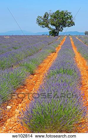 Lavender field in full blossom at Plateau de Valensole, Alpes-de-Haute-Provence, Provence-Alpes-Côte d´Azur, France View Large Photo Image Picture - Lavender field in full blossom at Plateau de Valensole, Alpes-de-Haute-Provence, Provence-Alpes-Côte d´Azur, France. Fotosearch