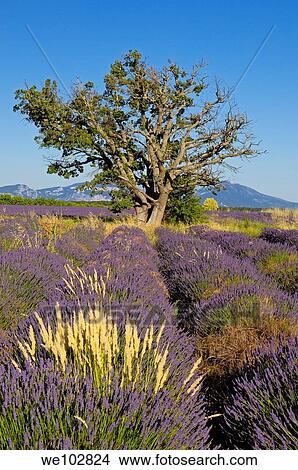 Picture - Lavender field in full blossom at Plateau de Valensole, Alpes-de-Haute-Provence, Provence-Alpes-Côte d´Azur, France. Fotosearch