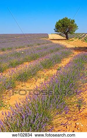 Lavender field in full blossom at Plateau de Valensole, Alpes-de-Haute-Provence, Provence-Alpes-Côte d´Azur, France View Large Photo Image Picture - Lavender field in full blossom at Plateau de Valensole, Alpes-de-Haute-Provence, Provence-Alpes-Côte d´Azur, France. Fotosearch