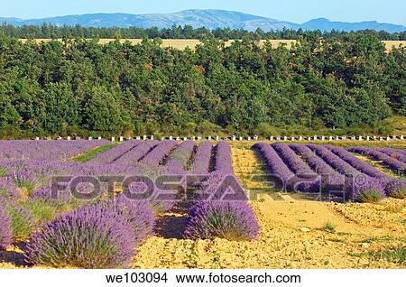 Lavender field in full blossom at Plateau de Valensole, Alpes-de-Haute-Provence, Provence-Alpes-Côte d´Azur, France View Large Photo Image Picture - Lavender field in full blossom at Plateau de Valensole, Alpes-de-Haute-Provence, Provence-Alpes-Côte d´Azur, France. Fotosearch