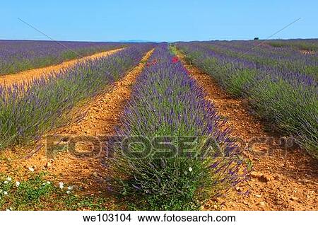 Picture - Lavender field in full blossom at Plateau de Valensole, Alpes-de-Haute-Provence, Provence-Alpes-Côte d´Azur, France. Fotosearch