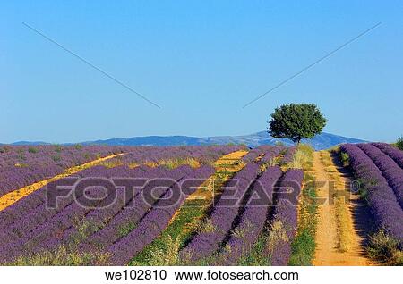 Lavender field in full blossom at Plateau de Valensole, Alpes-de-Haute-Provence, Provence-Alpes-Côte d´Azur, France View Large Photo Image Stock Image - Lavender field in full blossom at Plateau de Valensole, Alpes-de-Haute-Provence, Provence-Alpes-Côte d´Azur, France. Fotosearch