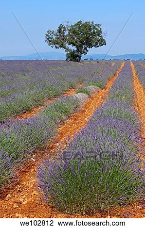 Lavender field in full blossom at Plateau de Valensole, Alpes-de-Haute-Provence, Provence-Alpes-Côte d´Azur, France View Large Photo Image Stock Image - Lavender field in full blossom at Plateau de Valensole, Alpes-de-Haute-Provence, Provence-Alpes-Côte d´Azur, France. Fotosearch