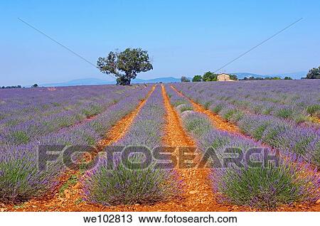 Stock Image - Lavender field in full blossom at Plateau de Valensole, Alpes-de-Haute-Provence, Provence-Alpes-Côte d´Azur, France. Fotosearch