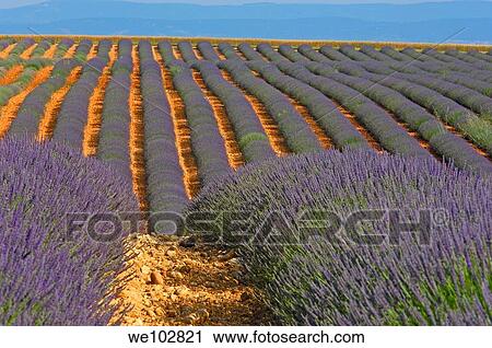Lavender field in full blossom at Plateau de Valensole, Alpes-de-Haute-Provence, Provence-Alpes-Côte d´Azur, France View Large Photo Image Stock Image - Lavender field in full blossom at Plateau de Valensole, Alpes-de-Haute-Provence, Provence-Alpes-Côte d´Azur, France. Fotosearch