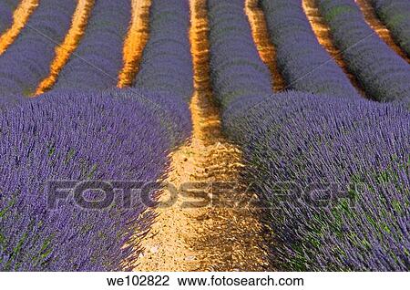 Lavender field in full blossom at Plateau de Valensole, Alpes-de-Haute-Provence, Provence-Alpes-Côte d´Azur, France View Large Photo Image Stock Image - Lavender field in full blossom at Plateau de Valensole, Alpes-de-Haute-Provence, Provence-Alpes-Côte d´Azur, France. Fotosearch