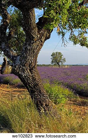 Lavender field in full blossom at Plateau de Valensole, Alpes-de-Haute-Provence, Provence-Alpes-Côte d´Azur, France View Large Photo Image Stock Image - Lavender field in full blossom at Plateau de Valensole, Alpes-de-Haute-Provence, Provence-Alpes-Côte d´Azur, France. Fotosearch