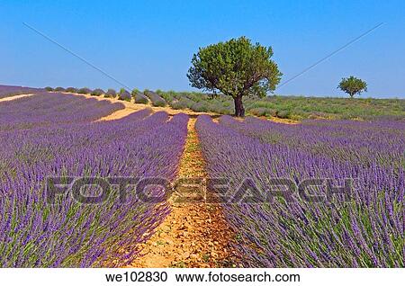 Lavender field in full blossom at Plateau de Valensole, Alpes-de-Haute-Provence, Provence-Alpes-Côte d´Azur, France View Large Photo Image Stock Image - Lavender field in full blossom at Plateau de Valensole, Alpes-de-Haute-Provence, Provence-Alpes-Côte d´Azur, France. Fotosearch