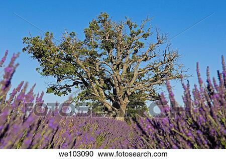 Lavender field in full blossom at Plateau de Valensole, Alpes-de-Haute-Provence, Provence-Alpes-Côte d´Azur, France View Large Photo Image Stock Image - Lavender field in full blossom at Plateau de Valensole, Alpes-de-Haute-Provence, Provence-Alpes-Côte d´Azur, France. Fotosearch