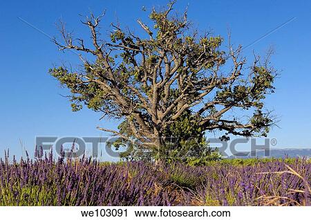 Lavender field in full blossom at Plateau de Valensole, Alpes-de-Haute-Provence, Provence-Alpes-Côte d´Azur, France View Large Photo Image Stock Image - Lavender field in full blossom at Plateau de Valensole, Alpes-de-Haute-Provence, Provence-Alpes-Côte d´Azur, France. Fotosearch