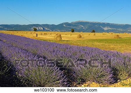 Lavender field in full blossom at Plateau de Valensole, Alpes-de-Haute-Provence, Provence-Alpes-Côte d´Azur, France View Large Photo Image Stock Image - Lavender field in full blossom at Plateau de Valensole, Alpes-de-Haute-Provence, Provence-Alpes-Côte d´Azur, France. Fotosearch