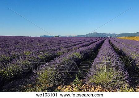 Lavender field in full blossom at Plateau de Valensole, Alpes-de-Haute-Provence, Provence-Alpes-Côte d´Azur, France View Large Photo Image Stock Image - Lavender field in full blossom at Plateau de Valensole, Alpes-de-Haute-Provence, Provence-Alpes-Côte d´Azur, France. Fotosearch
