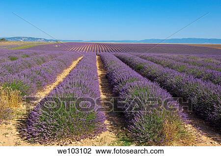 Lavender field in full blossom at Plateau de Valensole, Alpes-de-Haute-Provence, Provence-Alpes-Côte d´Azur, France View Large Photo Image Stock Image - Lavender field in full blossom at Plateau de Valensole, Alpes-de-Haute-Provence, Provence-Alpes-Côte d´Azur, France. Fotosearch