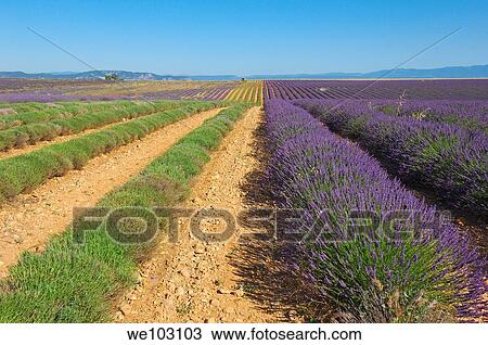 Lavender field in full blossom at Plateau de Valensole, Alpes-de-Haute-Provence, Provence-Alpes-Côte d´Azur, France View Large Photo Image Stock Image - Lavender field in full blossom at Plateau de Valensole, Alpes-de-Haute-Provence, Provence-Alpes-Côte d´Azur, France. Fotosearch