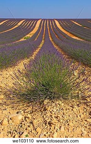 Lavender field in full blossom at Plateau de Valensole, Alpes-de-Haute-Provence, Provence-Alpes-Côte d´Azur, France View Large Photo Image Stock Image - Lavender field in full blossom at Plateau de Valensole, Alpes-de-Haute-Provence, Provence-Alpes-Côte d´Azur, France. Fotosearch
