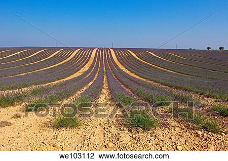 Lavender field in full blossom at Plateau de Valensole, Alpes-de-Haute-Provence, Provence-Alpes-Côte d´Azur, France View Large Photo Image Stock Image - Lavender field in full blossom at Plateau de Valensole, Alpes-de-Haute-Provence, Provence-Alpes-Côte d´Azur, France. Fotosearch