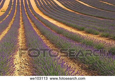 Lavender field in full blossom at Plateau de Valensole, Alpes-de-Haute-Provence, Provence-Alpes-Côte d´Azur, France View Large Photo Image Stock Image - Lavender field in full blossom at Plateau de Valensole, Alpes-de-Haute-Provence, Provence-Alpes-Côte d´Azur, France. Fotosearch