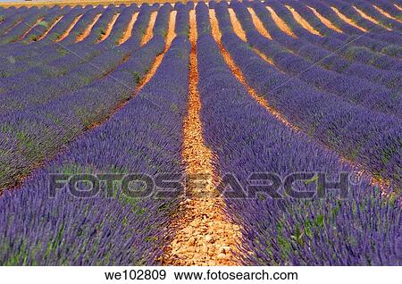 Lavender field in full blossom at Plateau de Valensole, Alpes-de-Haute-Provence, Provence-Alpes-Côte d´Azur, France View Large Photo Image Stock Photo - Lavender field in full blossom at Plateau de Valensole, Alpes-de-Haute-Provence, Provence-Alpes-Côte d´Azur, France. Fotosearch