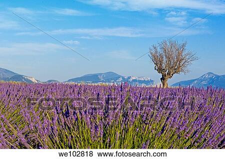 Lavender field in full blossom at Plateau de Valensole, Alpes-de-Haute-Provence, Provence-Alpes-Côte d´Azur, France View Large Photo Image Stock Photo - Lavender field in full blossom at Plateau de Valensole, Alpes-de-Haute-Provence, Provence-Alpes-Côte d´Azur, France. Fotosearch