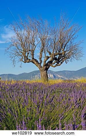 Lavender field in full blossom at Plateau de Valensole, Alpes-de-Haute-Provence, Provence-Alpes-Côte d´Azur, France View Large Photo Image Stock Photo - Lavender field in full blossom at Plateau de Valensole, Alpes-de-Haute-Provence, Provence-Alpes-Côte d´Azur, France. Fotosearch