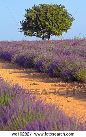 Stock Photo - Lavender field in full blossom at Plateau de Valensole, Alpes-de-Haute-Provence, Provence-Alpes-Côte d´Azur, France. Fotosearch