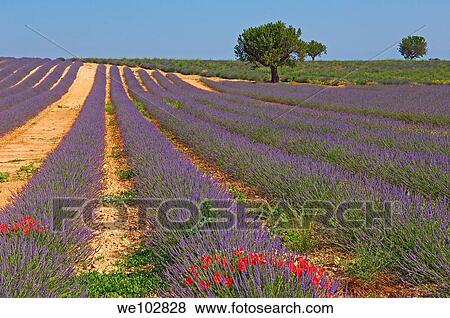 Stock Photo - Lavender field in full blossom at Plateau de Valensole, Alpes-de-Haute-Provence, Provence-Alpes-Côte d´Azur, France. Fotosearch