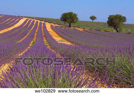 Stock Photo - Lavender field in full blossom at Plateau de Valensole, Alpes-de-Haute-Provence, Provence-Alpes-Côte d´Azur, France. Fotosearch