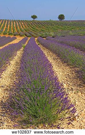 Lavender field in full blossom at Plateau de Valensole, Alpes-de-Haute-Provence, Provence-Alpes-Côte d´Azur, France View Large Photo Image Stock Photo - Lavender field in full blossom at Plateau de Valensole, Alpes-de-Haute-Provence, Provence-Alpes-Côte d´Azur, France. Fotosearch