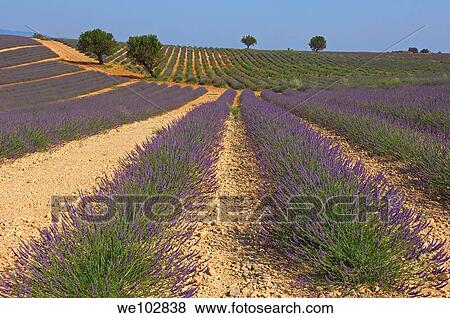 Lavender field in full blossom at Plateau de Valensole, Alpes-de-Haute-Provence, Provence-Alpes-Côte d´Azur, France View Large Photo Image Stock Photo - Lavender field in full blossom at Plateau de Valensole, Alpes-de-Haute-Provence, Provence-Alpes-Côte d´Azur, France. Fotosearch