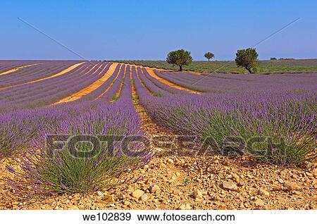 Stock Photo - Lavender field in full blossom at Plateau de Valensole, Alpes-de-Haute-Provence, Provence-Alpes-Côte d´Azur, France. Fotosearch