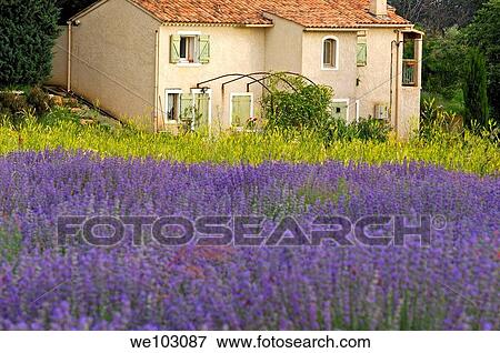 Lavender field in full blossom at Plateau de Valensole, Alpes-de-Haute-Provence, Provence-Alpes-Côte d´Azur, France View Large Photo Image Stock Photo - Lavender field in full blossom at Plateau de Valensole, Alpes-de-Haute-Provence, Provence-Alpes-Côte d´Azur, France. Fotosearch